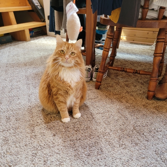 Meet your Posher, Audrey - Picture 3 of 3